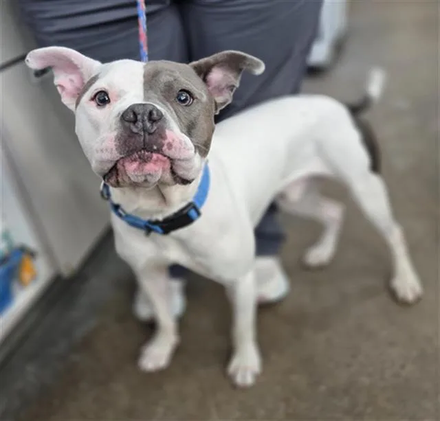 A young large-sized male Mixed Breed dog named Cash for adoption in Dallas, TX