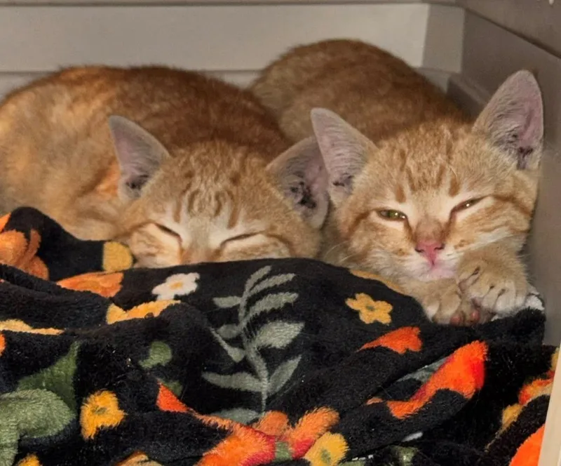 A baby medium-sized male Domestic Short Hair cat named Agador for adoption in Hoover , AL