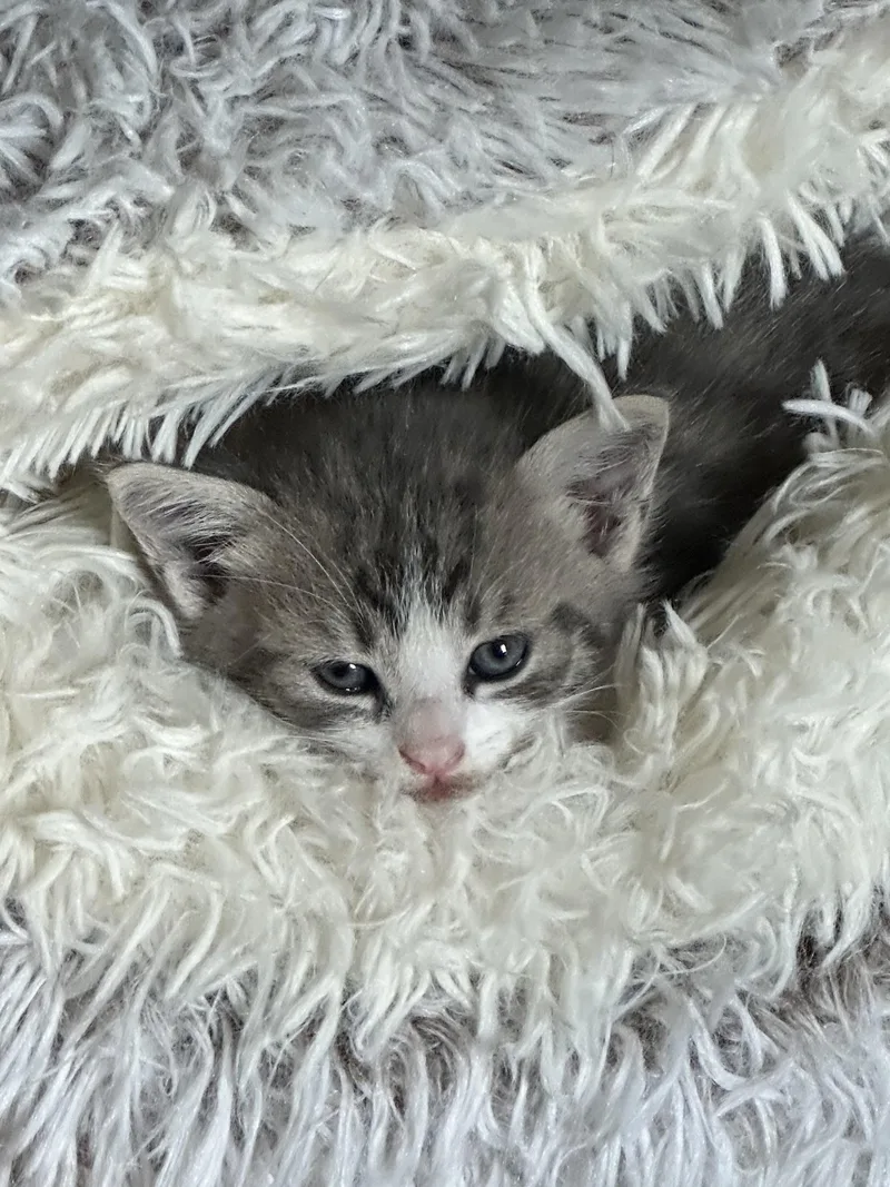 A baby small-sized female Domestic Short Hair cat named Smalls for adoption in Randolph, AL