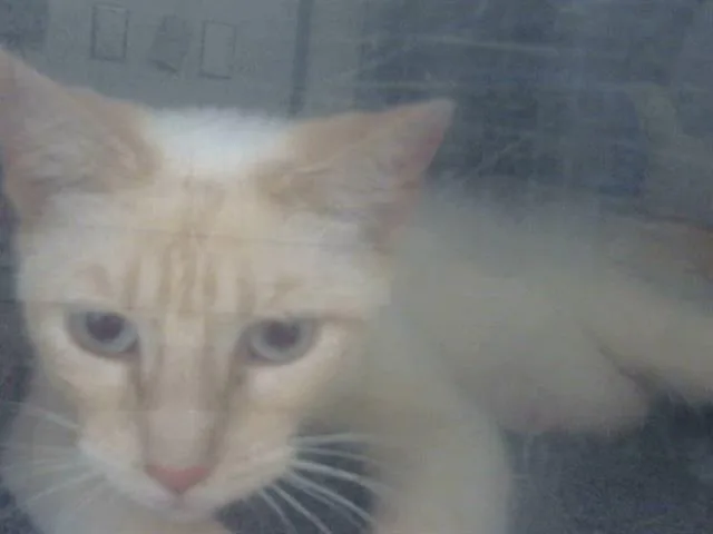 A young medium-sized female Domestic Medium Hair cat named Margarita for adoption in Dallas, TX