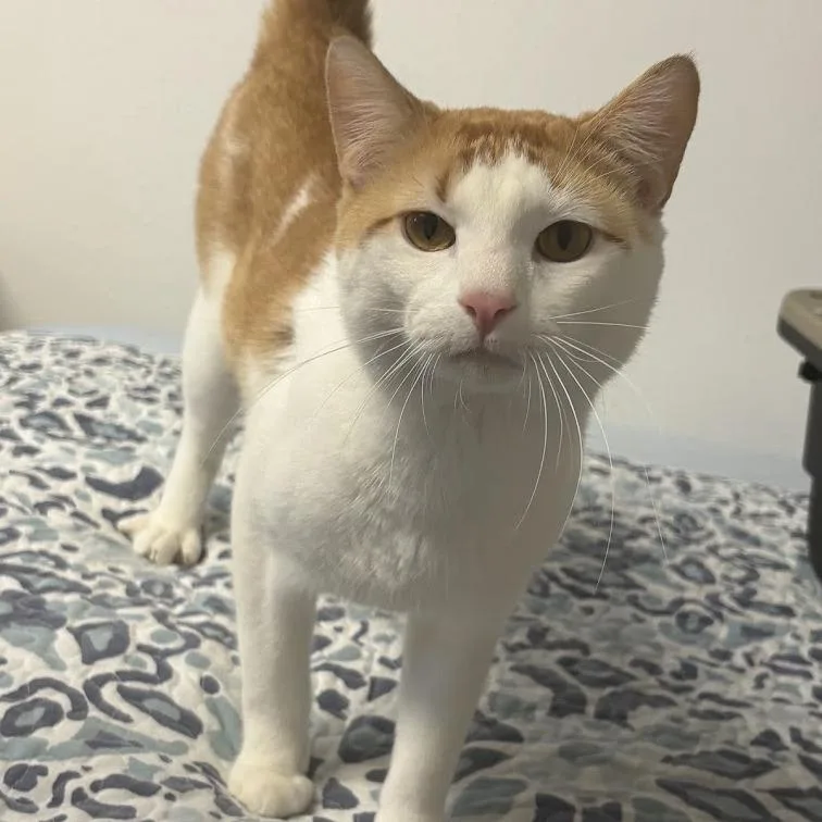An adult small-sized male Orange / Red Domestic Short Hair cat named Kano for adoption in Sioux Falls, SD