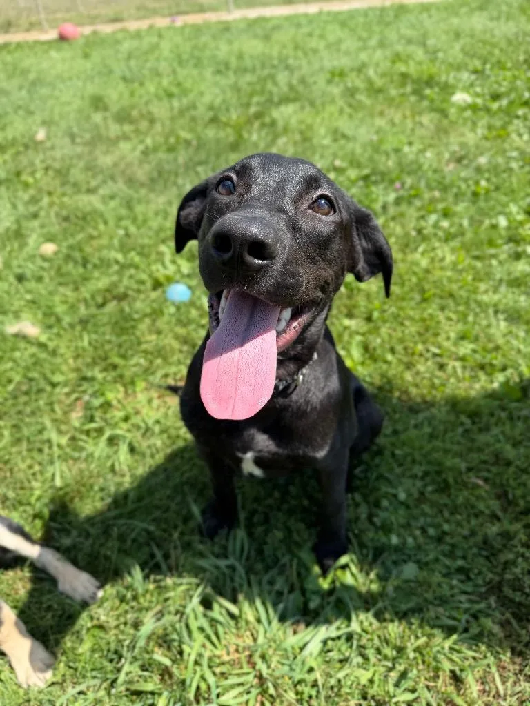 Roscoe