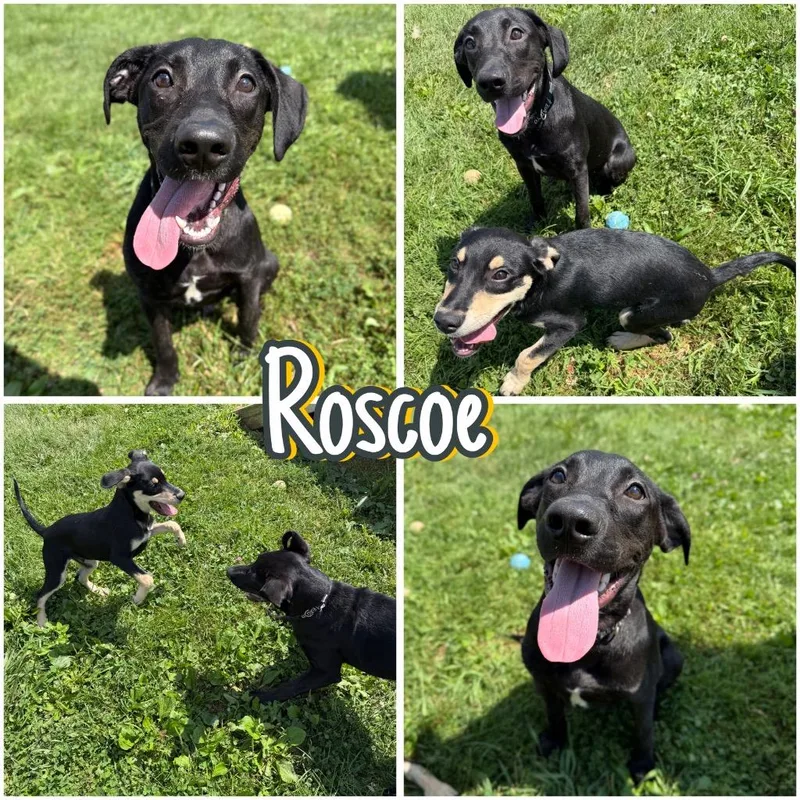 Roscoe thumbnail 3