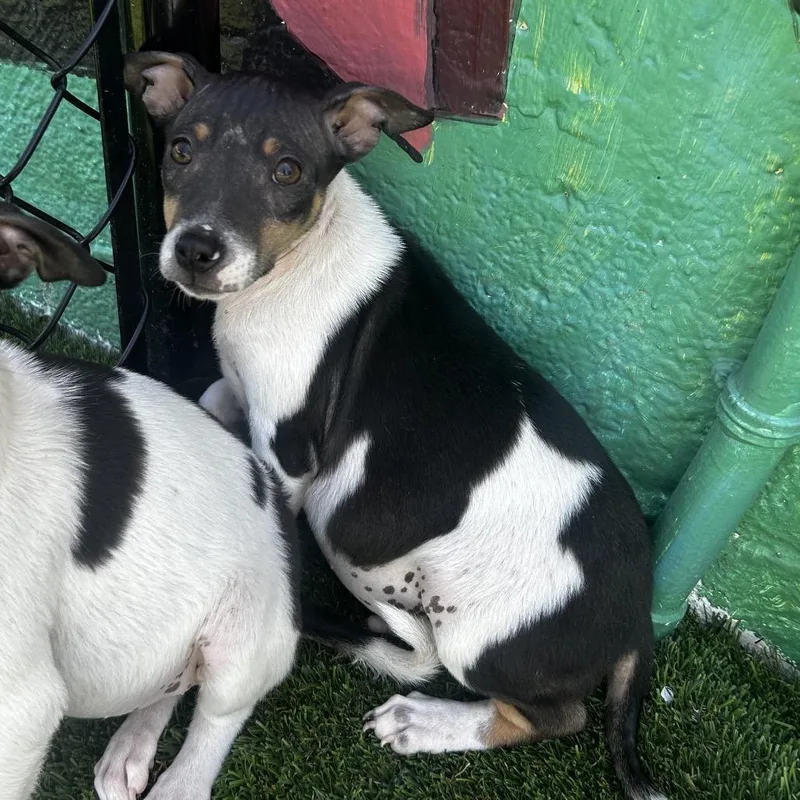 A baby small-sized male Black Jack Russell Terrier dog named Sonny for adoption in Jupiter, FL