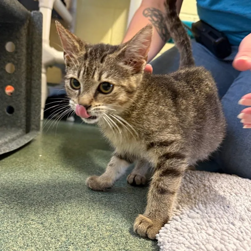 A baby small-sized male Brown / Chocolate Domestic Short Hair cat named Pickle Rick for adoption in Naples, FL