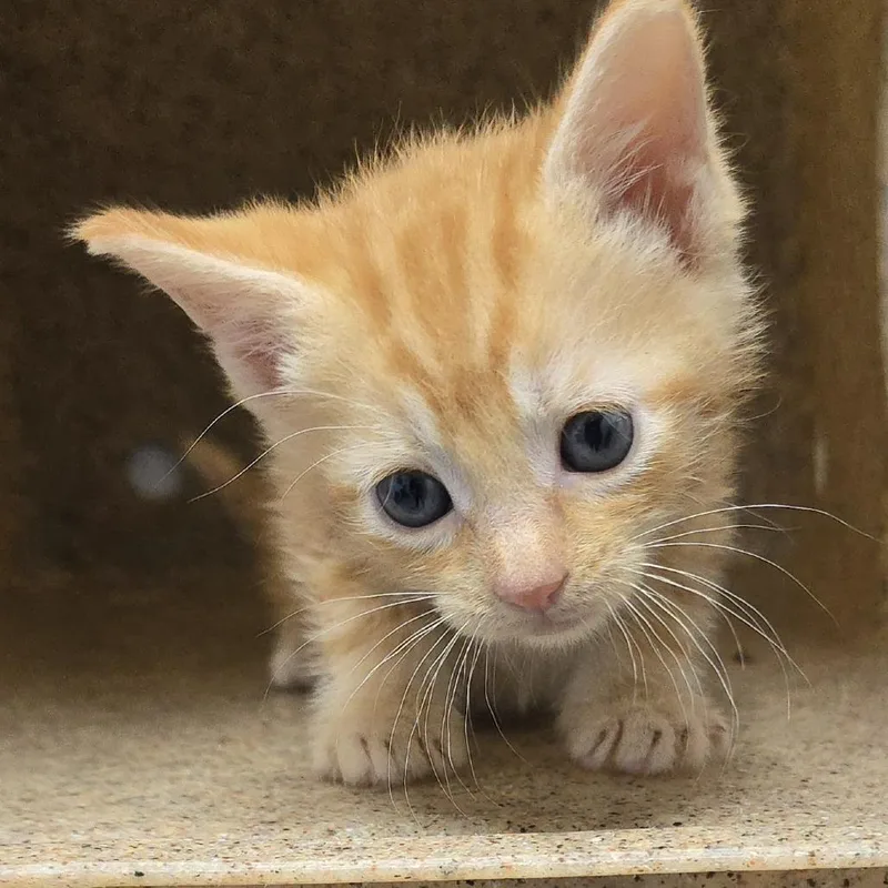 A baby small-sized male Orange / Red Domestic Short Hair cat named Ronnie for adoption in Yanceyville, NC