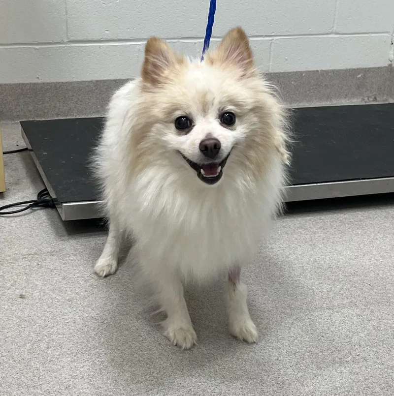 An adult small-sized male White / Cream Pomeranian dog named 26-278 for adoption in Amityville, NY