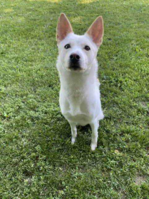 An adult medium-sized female Siberian Husky dog named Tawny for adoption in Clinton Township, MI