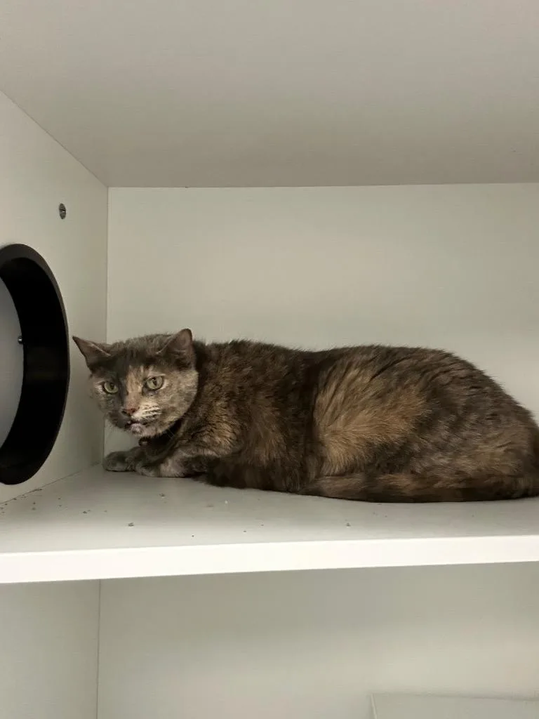An adult medium-sized female Dilute Tortoiseshell Domestic Short Hair cat named Tori for adoption in Frankfort, KY