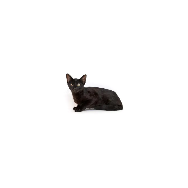 A baby small-sized female Black Domestic Short Hair cat named Kiki for adoption in Playa Vista, CA