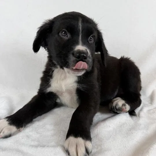 A baby large-sized female White / Cream Bernese Mountain Dog dog named Gorgonzola for adoption in Johnson City, TN