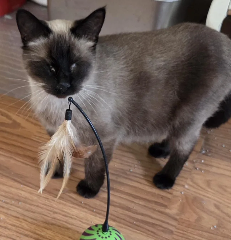 An adult medium-sized female Seal Point Siamese cat named Honey for adoption in Kenosha, WI
