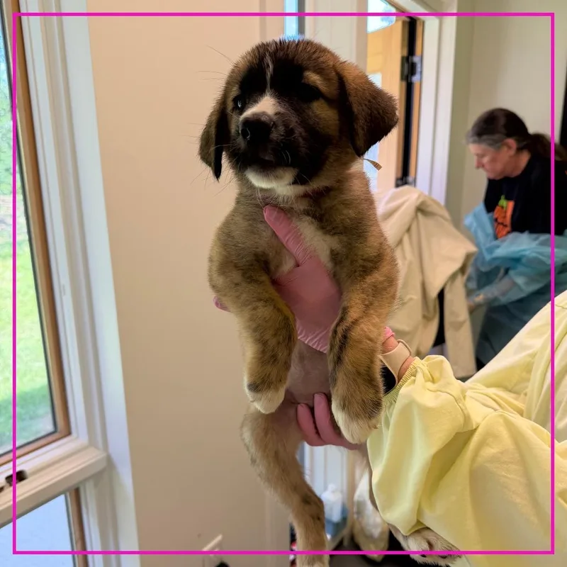 A baby medium-sized female Mixed Breed dog named Banoffee Pie for adoption in Austin, TX