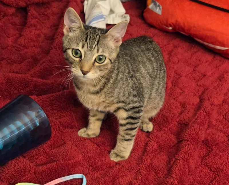 Flash  Beam thumbnail 2