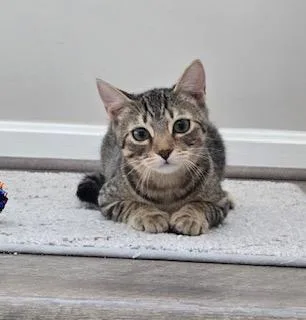 Flash  Beam thumbnail 3