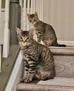 Flash  Beam thumbnail 4