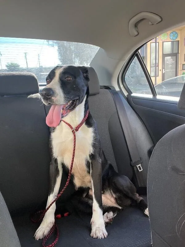 An adult medium-sized female Black Mixed Breed dog named Pebbles for adoption in Manhattan Beach, CA