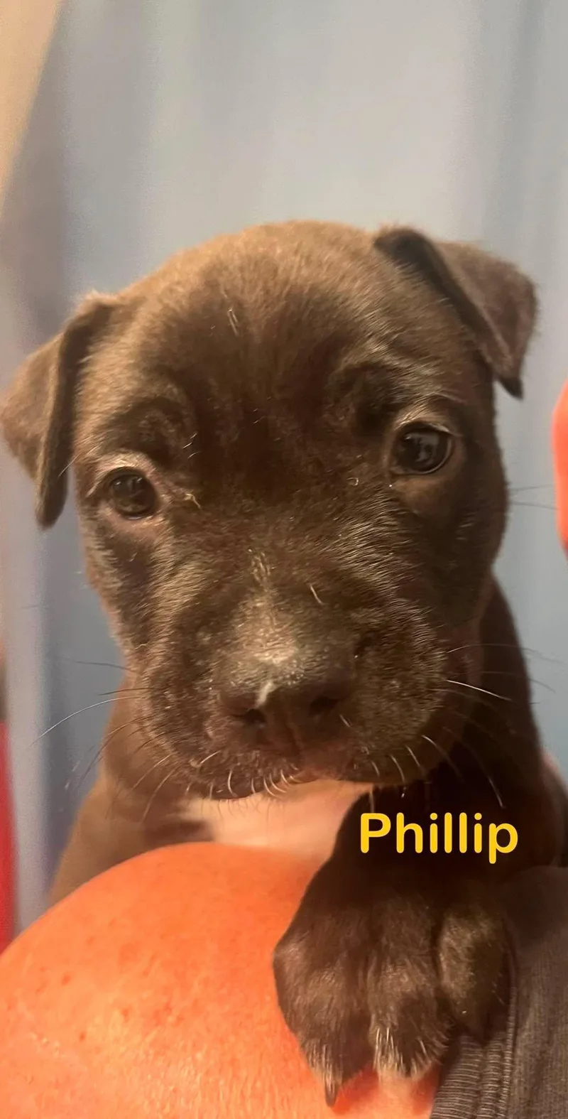 Phillip