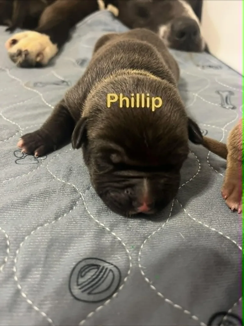 Phillip thumbnail 2