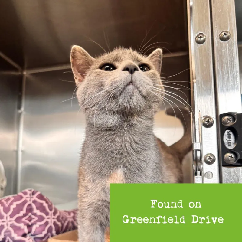 A young medium-sized female Tortoiseshell Domestic Short Hair cat named Quad for adoption in Lynchburg, VA