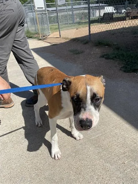A young medium-sized male Boxer dog named Sherlock Bones for adoption in Killeen, TX