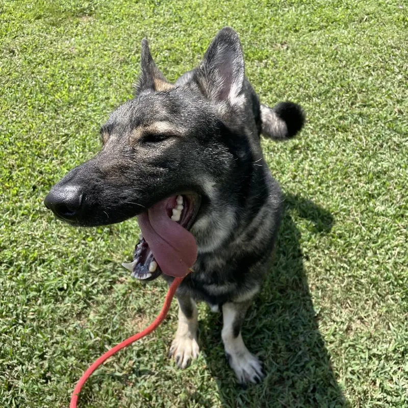 An adult large-sized male Black Mixed Breed dog named Diesel for adoption in Chattanooga, TN