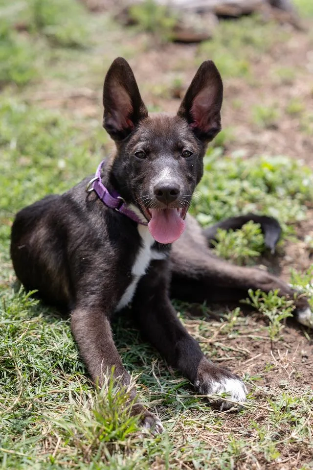 A baby medium-sized female Black German Shepherd Dog dog named Fig for adoption in Pflugerville, TX