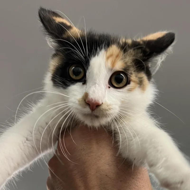 A baby small-sized female Calico Domestic Medium Hair cat named Sophie for adoption in Manhattan, KS