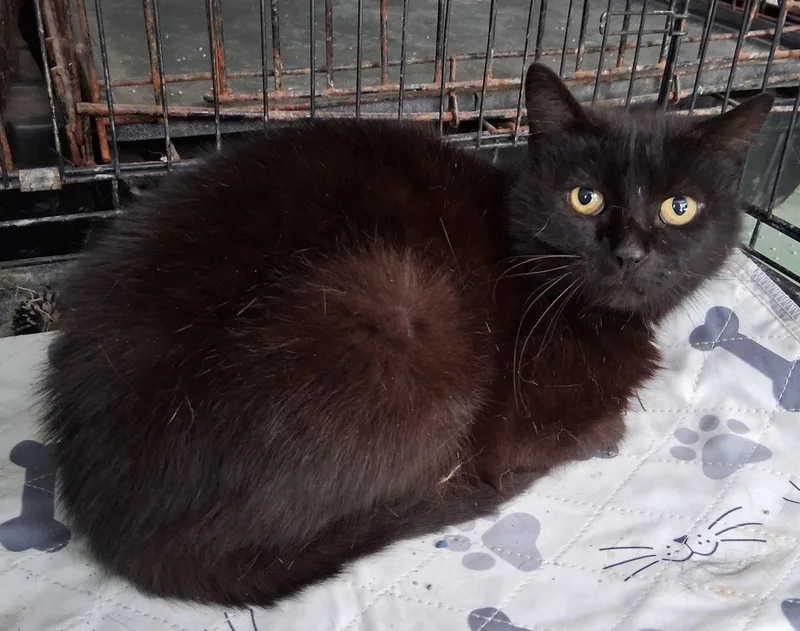 A young medium-sized female Black Domestic Short Hair cat named Charlotte for adoption in Mcconnelsville, OH