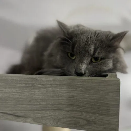 Kit Kat