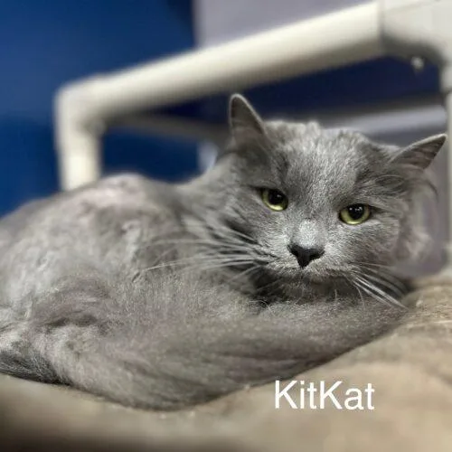 Kit Kat thumbnail 3