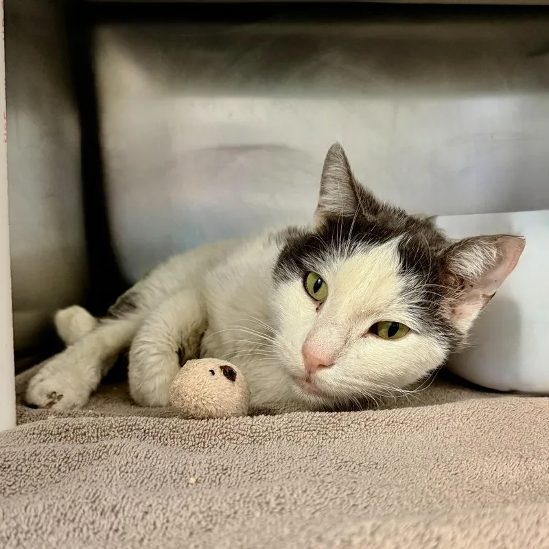 An adult medium-sized male White Domestic Short Hair cat named Ricky for adoption in Palm Springs, CA