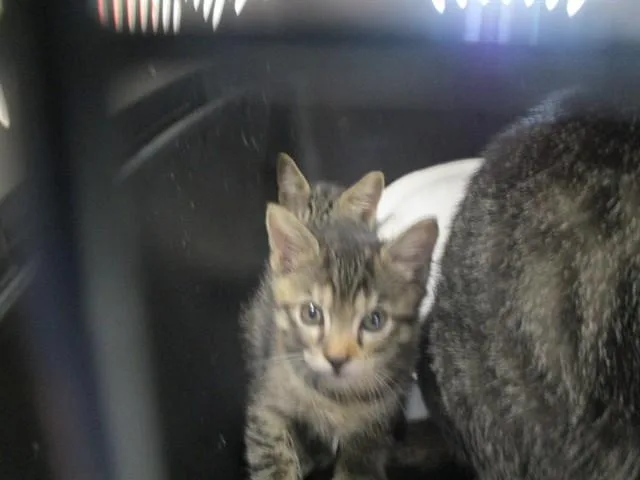 A baby small-sized female Domestic Short Hair cat named Koska for adoption in Ocala, FL