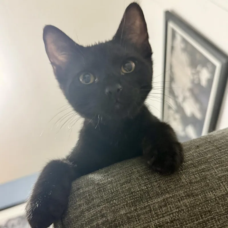 A baby medium-sized male Domestic Short Hair cat named Nyar for adoption in Lincoln, CA