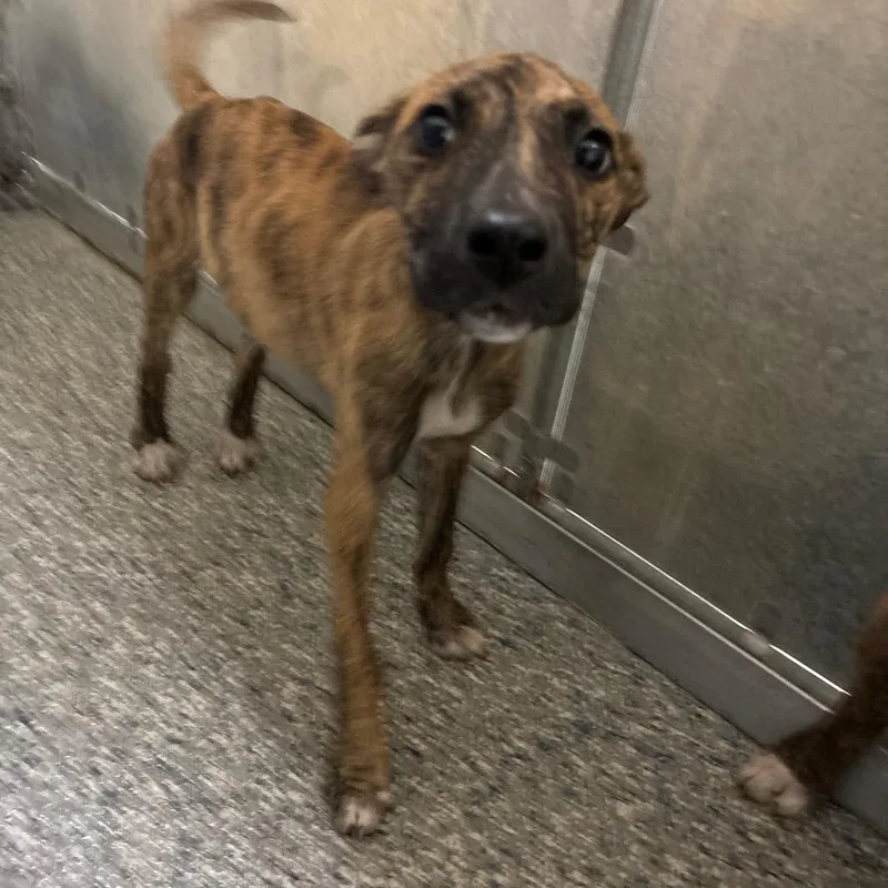 A young small-sized female Brown / Chocolate Mixed Breed dog named Stray Poindexter Rd for adoption in Roxboro, NC