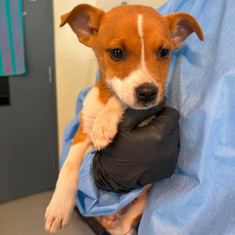 A baby small-sized male Yellow / Tan / Blond / Fawn Mixed Breed dog named Skipper for adoption in Huntington, WV