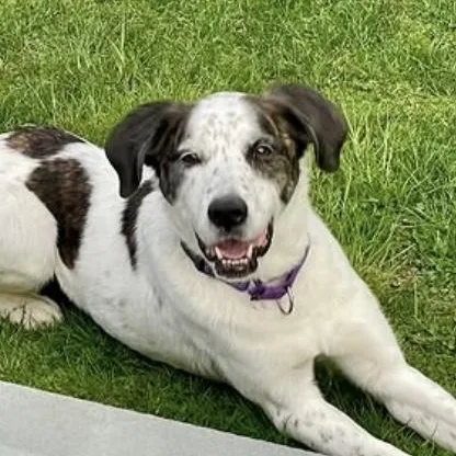 Spree  My Fee thumbnail 3