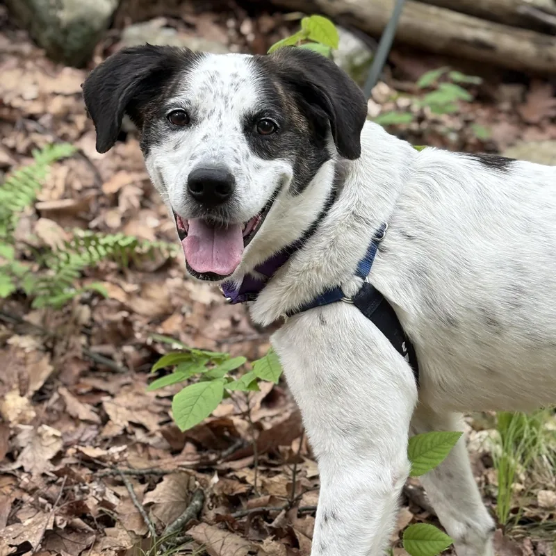 Spree  My Fee thumbnail 5