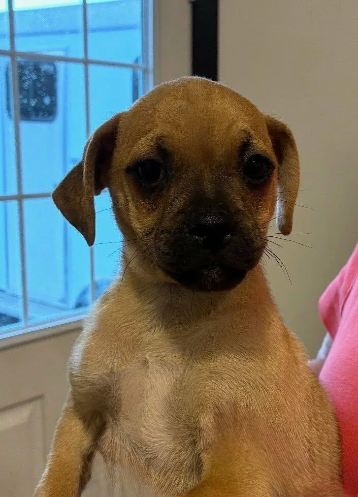 A baby small-sized male Jack Russell Terrier dog named Tryon for adoption in Havertown, PA