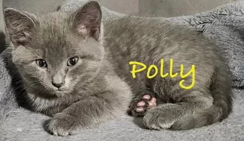 A baby small-sized female Domestic Short Hair cat named Polly for adoption in Ogden, UT