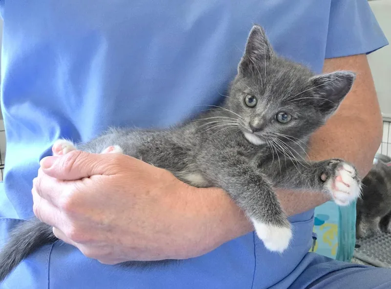A baby medium-sized female Gray & White Domestic Short Hair cat named America for adoption in Greensboro, NC
