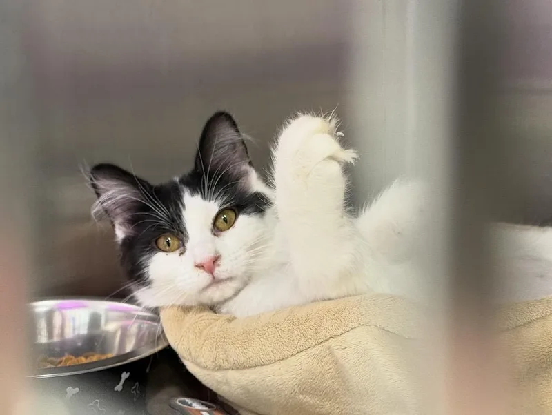 A young small-sized female White Domestic Long Hair cat named Kanoodle Snoodle for adoption in Chandler, AZ