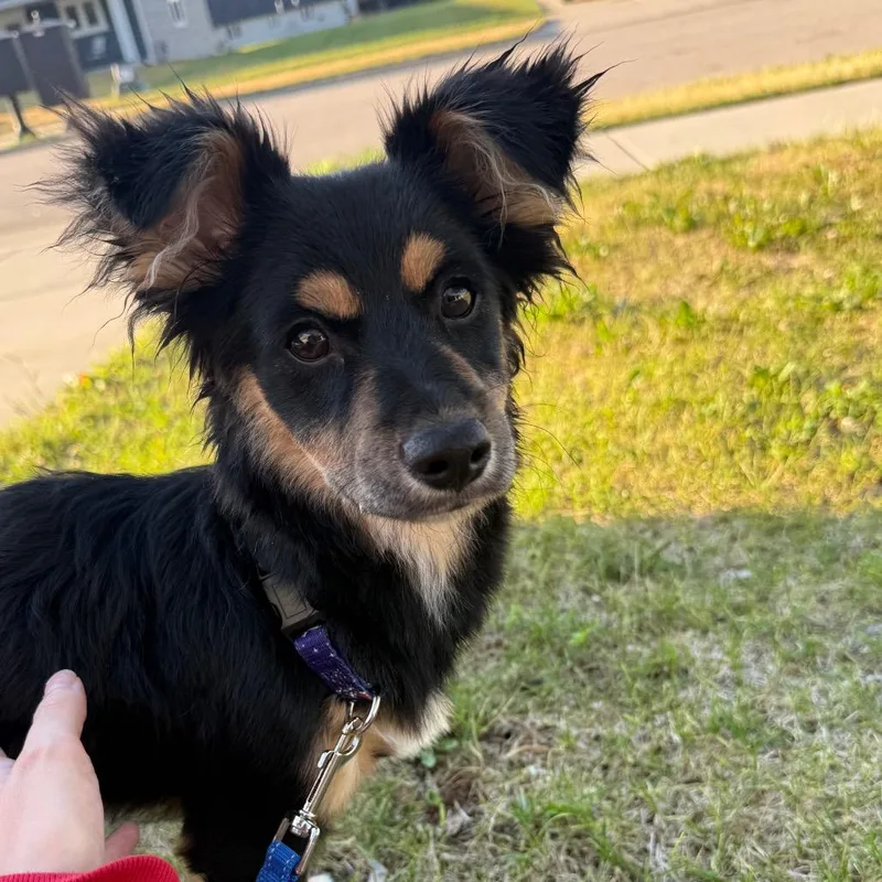 A young small-sized male Black Shepherd dog named Jordy for adoption in Alma, WI