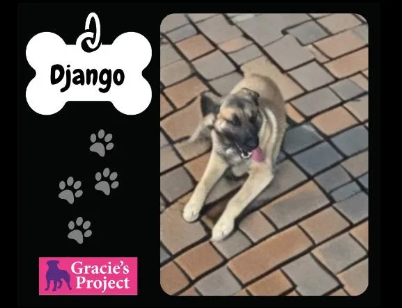 An adult large-sized male Belgian Shepherd / Malinois dog named Django for adoption in Canyon, TX