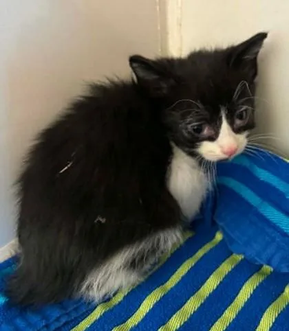 A baby small-sized female Domestic Short Hair cat named Indiana Bones for adoption in Lampasas, TX