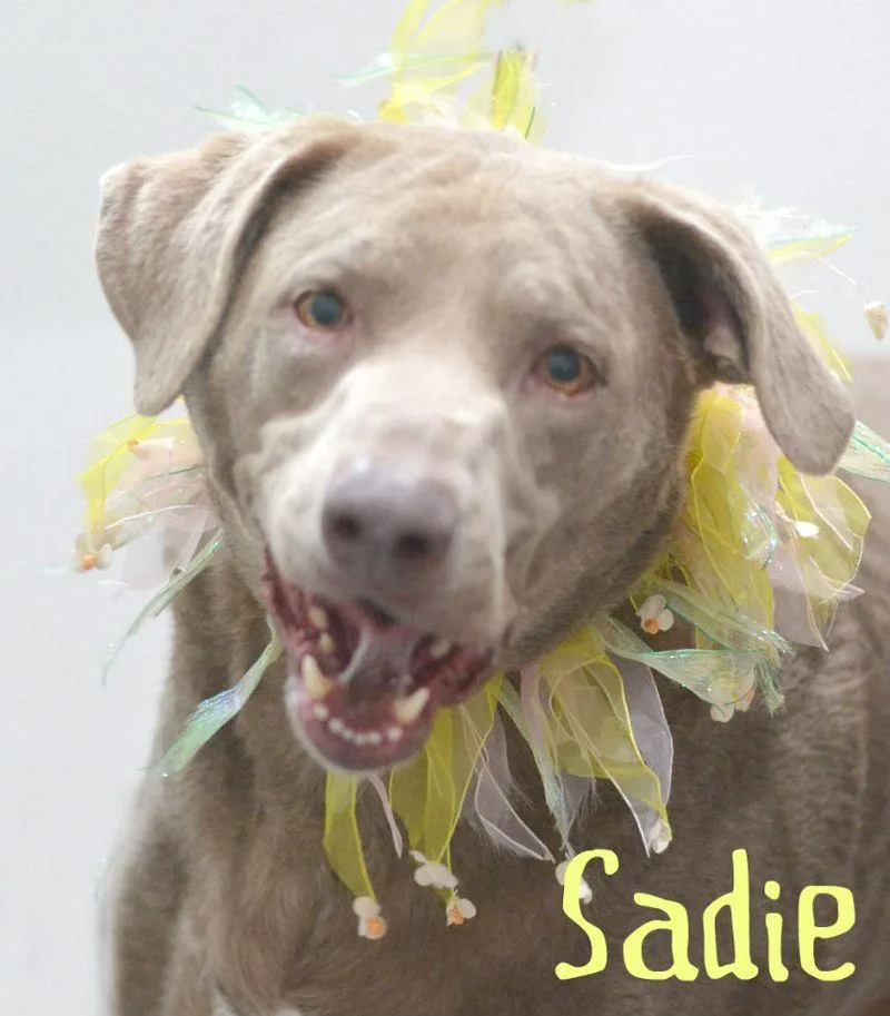 Sadie