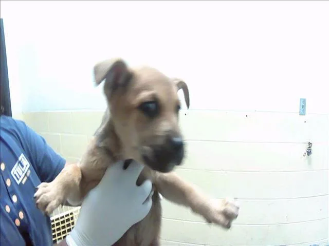 A baby small-sized female Pit Bull Terrier dog named Red for adoption in Tulsa, OK