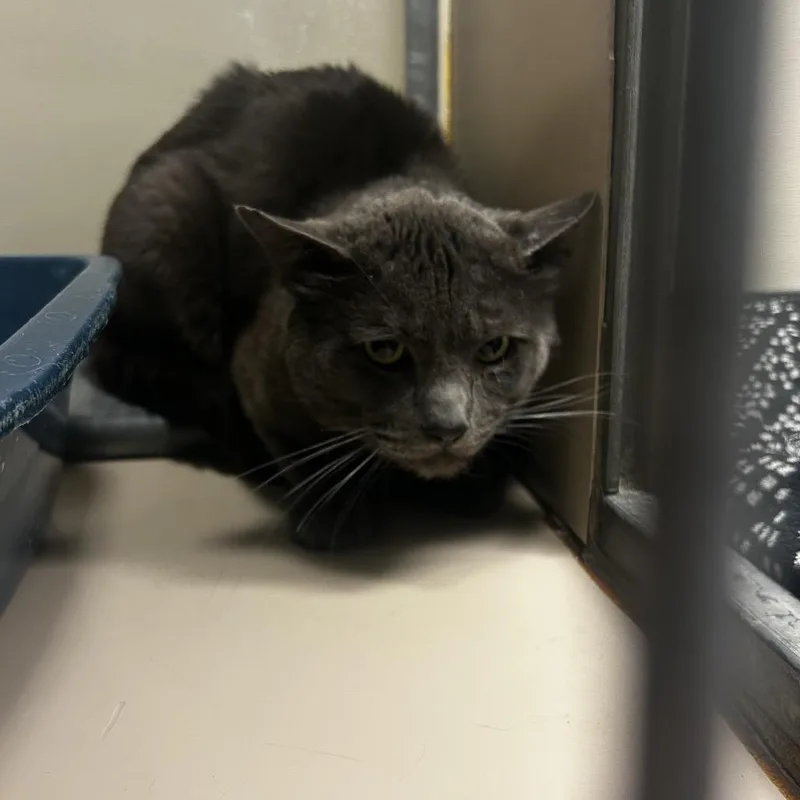 Meatball thumbnail 2