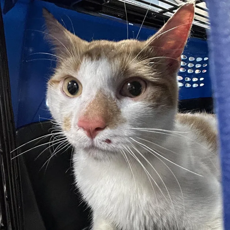 An adult medium-sized male White Domestic Short Hair cat named Milton for adoption in Newark, NJ