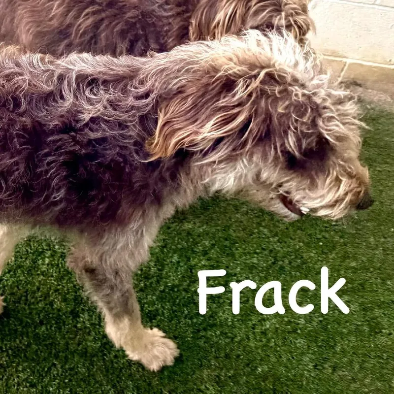 Frack thumbnail 3